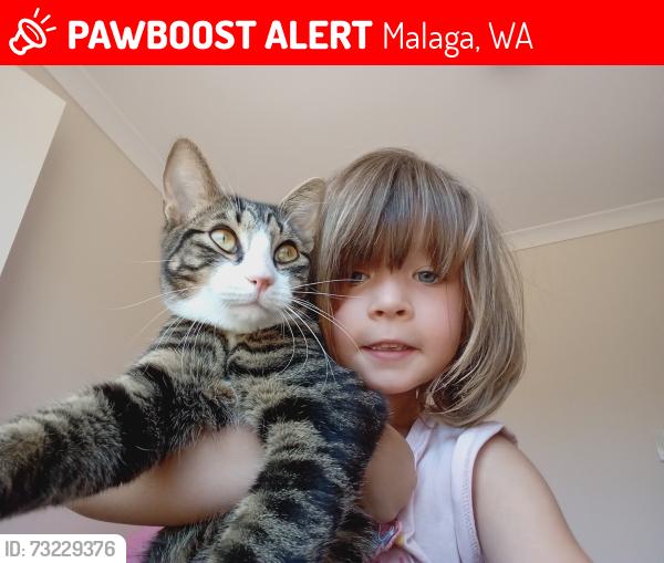 Lost Male Cat last seen The Rec Bar, Malaga Car Park, Malaga, WA 6090