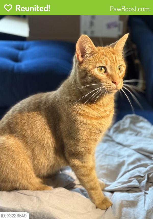 Reunited Female Cat last seen Linder Park, Carlisle, PA 17013