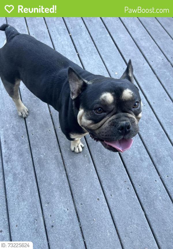 Reunited Male Dog last seen Doody Ridge Road, Humboldt County, CA 95553