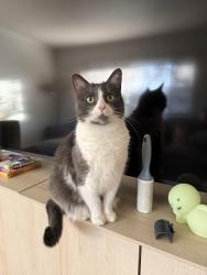 Lost Female Cat last seen Sheridan and W Colfax, Denver, CO 80204