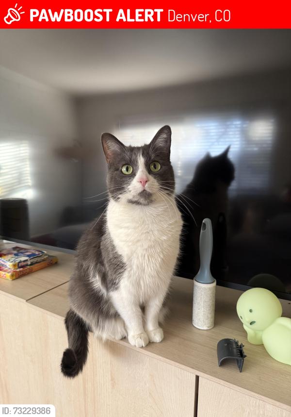 Lost Female Cat last seen Sheridan and W Colfax, Denver, CO 80204