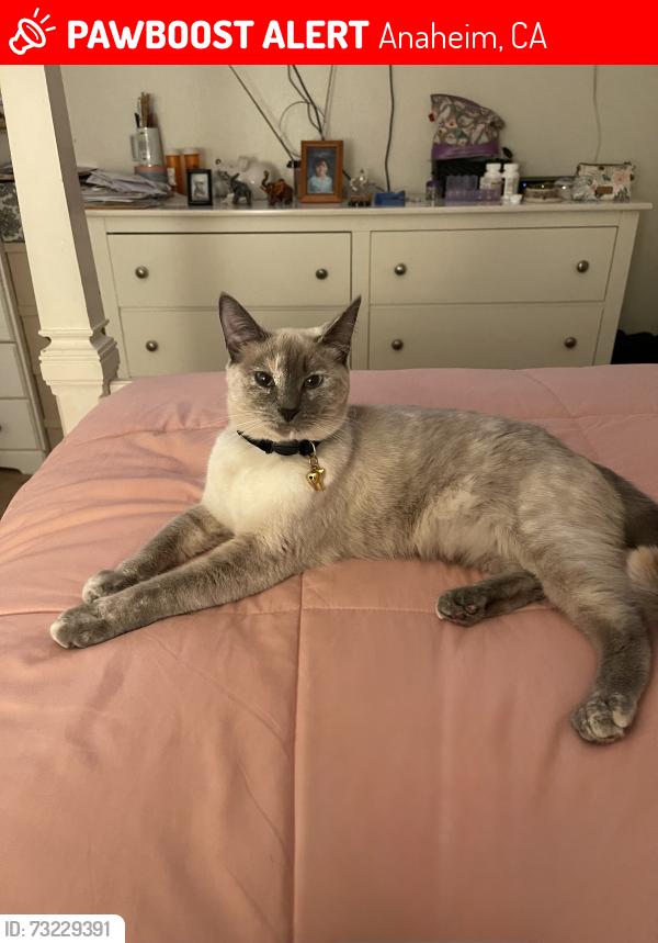 Lost Female Cat last seen Palm lane, Anaheim, CA 92802