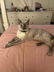 Lost Female Cat last seen Palm lane, Anaheim, CA 92802
