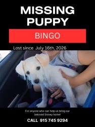 Lost Male Dog last seen lost between George Dieter and Pebble Hills, El Paso, TX 79936
