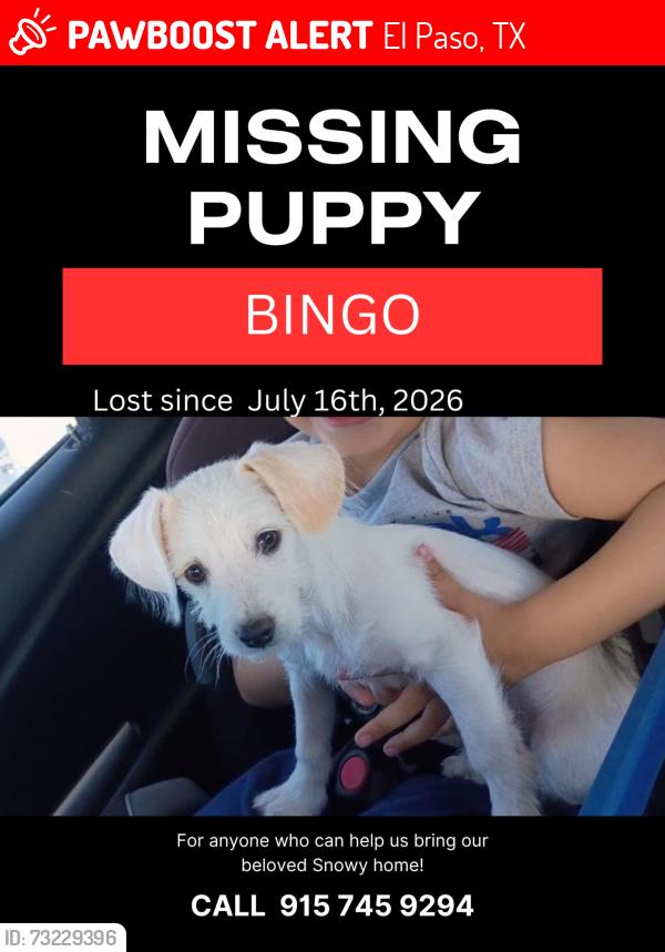 Lost Male Dog last seen lost between George Dieter and Pebble Hills, El Paso, TX 79936