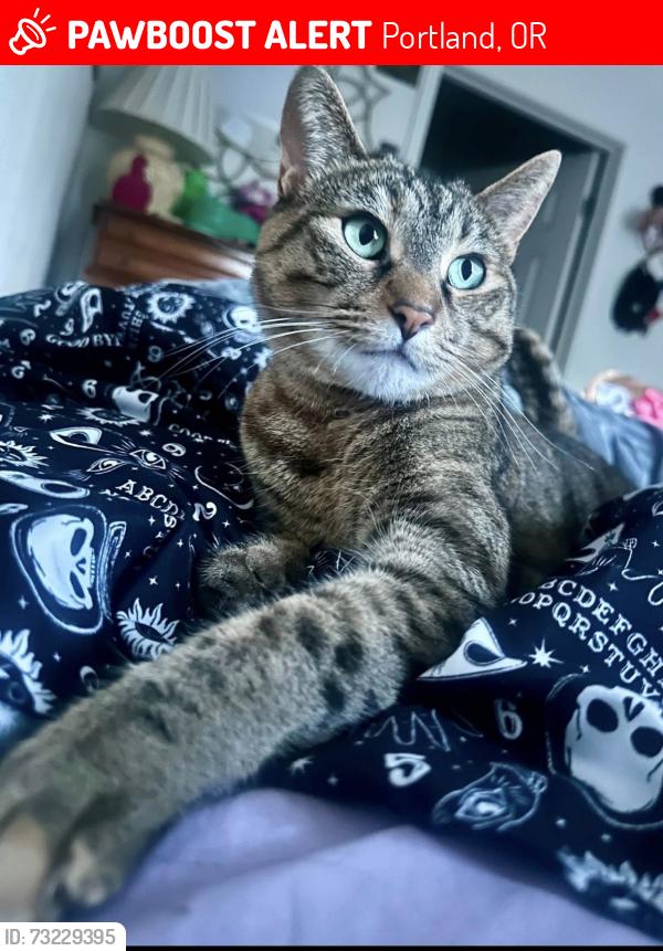 Lost Female Cat last seen Commons at timber creek, Portland, OR 97229