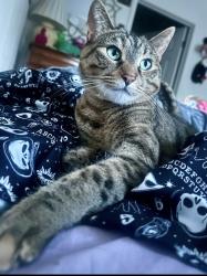 Lost Female Cat last seen Commons at timber creek, Portland, OR 97229