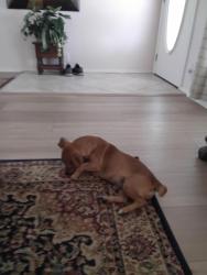 Found/Stray Male Dog last seen Near north/ Rockridge, Lakeland, FL 33810