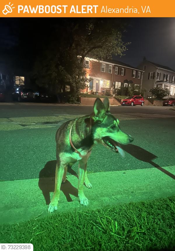 Found/Stray Female Dog last seen E custis Ave and Richmond Hwy, Alexandria, VA 22301