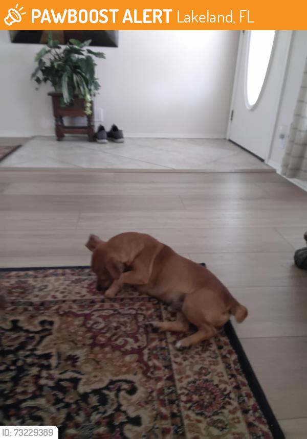 Found/Stray Male Dog last seen Near north/ Rockridge, Lakeland, FL 33810