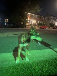 Found/Stray Female Dog last seen E custis Ave and Richmond Hwy, Alexandria, VA 22301