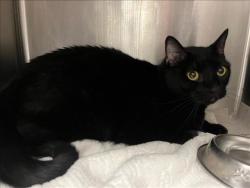 Shelter Stray Female Cat last seen , 14409 Vanowen St, Van Nuys, CA 91405, USA