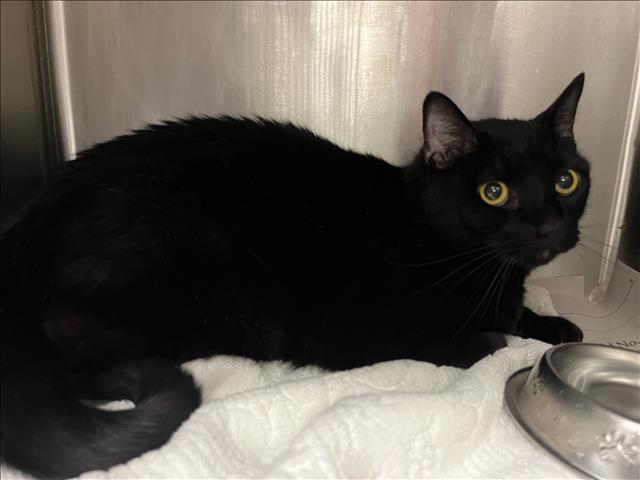 Shelter Stray Female Cat last seen , 14409 Vanowen St, Van Nuys, CA 91405, USA