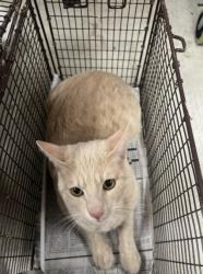Shelter Stray Unknown Cat last seen , 14409 Vanowen St, Van Nuys, CA 91405, USA