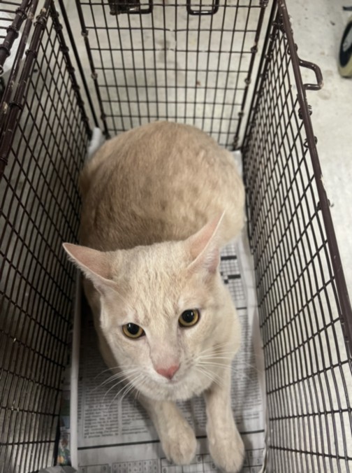 Shelter Stray Unknown Cat last seen , 14409 Vanowen St, Van Nuys, CA 91405, USA