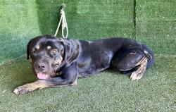 Shelter Stray Male Dog last seen , 5210 W Ave I, Lancaster, CA 93536, USA
