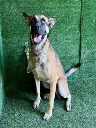 Shelter Stray Male Dog last seen , 5210 W Ave I, Lancaster, CA 93536, USA