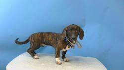 Shelter Stray Male Dog last seen , 216 W Victoria St, Gardena, CA 90248, USA