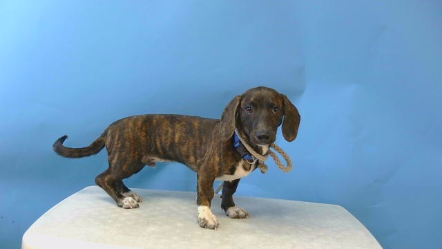 Shelter Stray Male Dog last seen , 216 W Victoria St, Gardena, CA 90248, USA