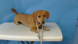 Shelter Stray Female Dog last seen , 216 W Victoria St, Gardena, CA 90248, USA