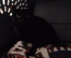 Shelter Stray Unknown Cat last seen Near BLOCK S BROADWAY, DENVER CO 80223, 1241 W Bayaud Ave, Denver, CO 80223, USA