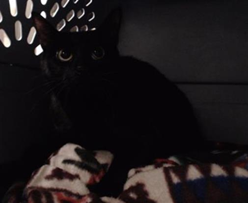 Shelter Stray Unknown Cat last seen Near BLOCK S BROADWAY, DENVER CO 80223, 1241 W Bayaud Ave, Denver, CO 80223, USA
