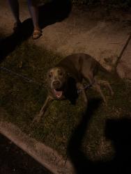 Found/Stray Female Dog last seen Cheverly Avenue and Kilmer Street, Cheverly, MD 20785