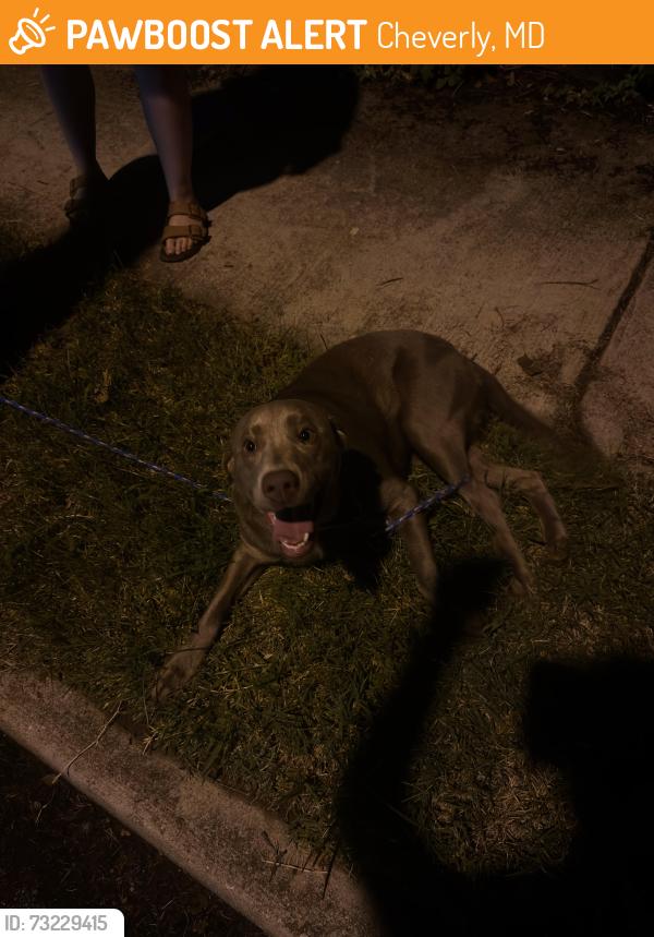 Found/Stray Female Dog last seen Cheverly Avenue and Kilmer Street, Cheverly, MD 20785
