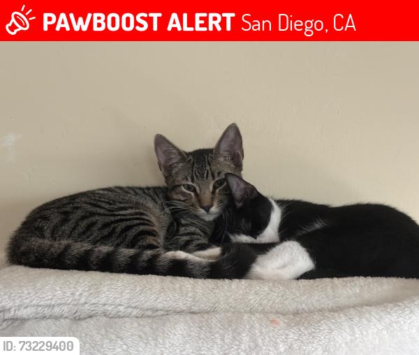 Lost Male Cat last seen Ocean view, San Diego, CA 92113