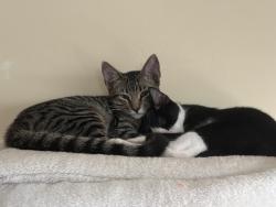 Lost Male Cat last seen Ocean view, San Diego, CA 92113