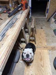 Found/Stray Male Dog last seen Bolingbroke Rd, High Point, High Point, NC 27265