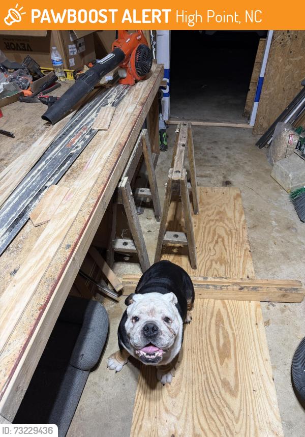 Found/Stray Male Dog last seen Bolingbroke Rd, High Point, High Point, NC 27265