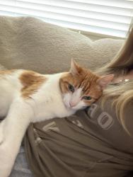 Reunited Male Cat last seen Geary, Walnut Creek, CA 94597