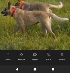 Reunited Female Dog last seen Skyball Mountain, Hayden, AL 35079