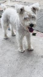 Found/Stray Male Dog last seen Woodman, San Diego, CA 92139