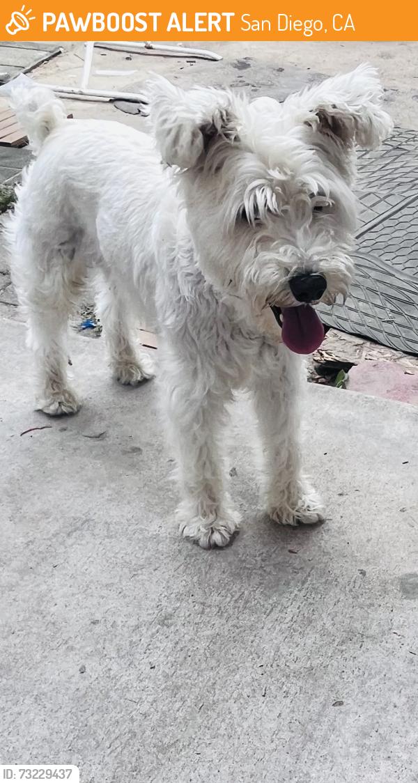 Found/Stray Male Dog last seen Woodman, San Diego, CA 92139