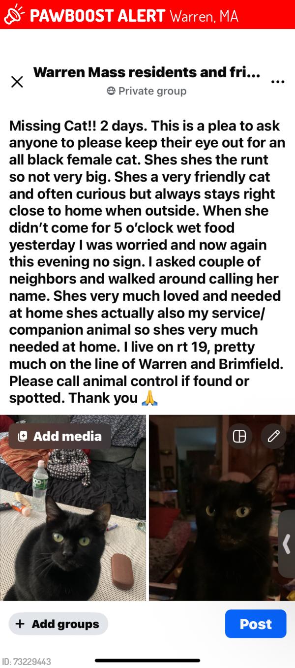 Lost Female Cat last seen Rte 19 near Warren/ Brimfield, Warren, MA 01083