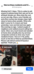 Lost Female Cat last seen Rte 19 near Warren/ Brimfield, Warren, MA 01083