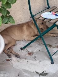 Found/Stray Male Dog last seen Cardinal and Drexel, Drexel Heights, AZ 85746