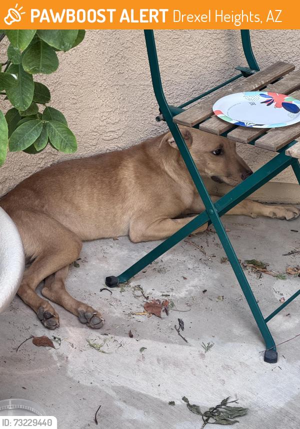 Found/Stray Male Dog last seen Cardinal and Drexel, Drexel Heights, AZ 85746