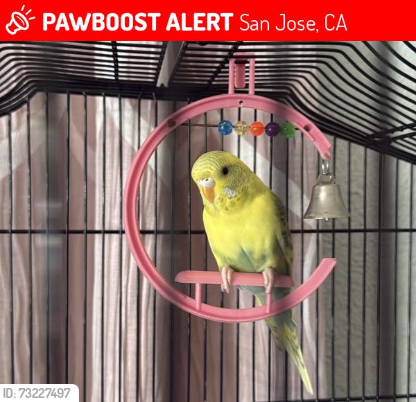 Lost Female Bird last seen Near e San Antonio st, San Jose, CA 95116