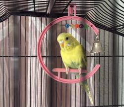 Lost Female Bird last seen Near e San Antonio st, San Jose, CA 95116
