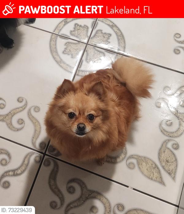 Lost Female Dog last seen North combee rd, Lakeland, FL 33801