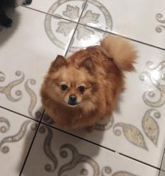 Lost Female Dog last seen North combee rd, Lakeland, FL 33801