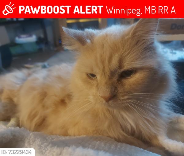 Lost Male Cat last seen Oakdale and eldridge, Winnipeg, MB R3R 1A2