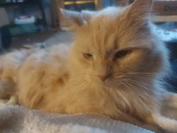 Lost Male Cat last seen Oakdale and eldridge, Winnipeg, MB R3R 1A2