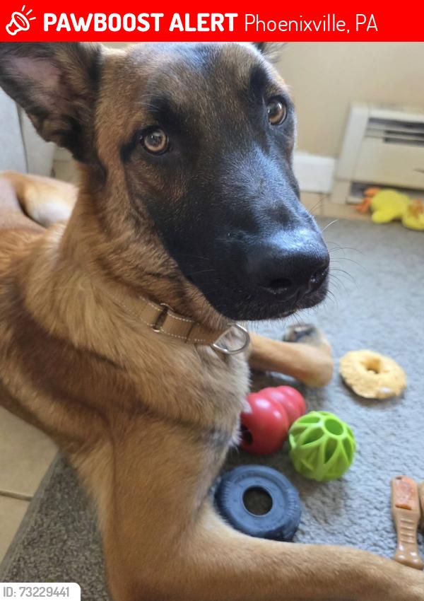 Lost Male Dog last seen Phoenixville,PA, Phoenixville, PA 19460