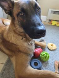 Lost Male Dog last seen Phoenixville,PA, Phoenixville, PA 19460