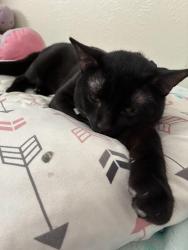 Lost Male Cat last seen Galaxy Cir Thornton, CO, Thornton, CO 80260