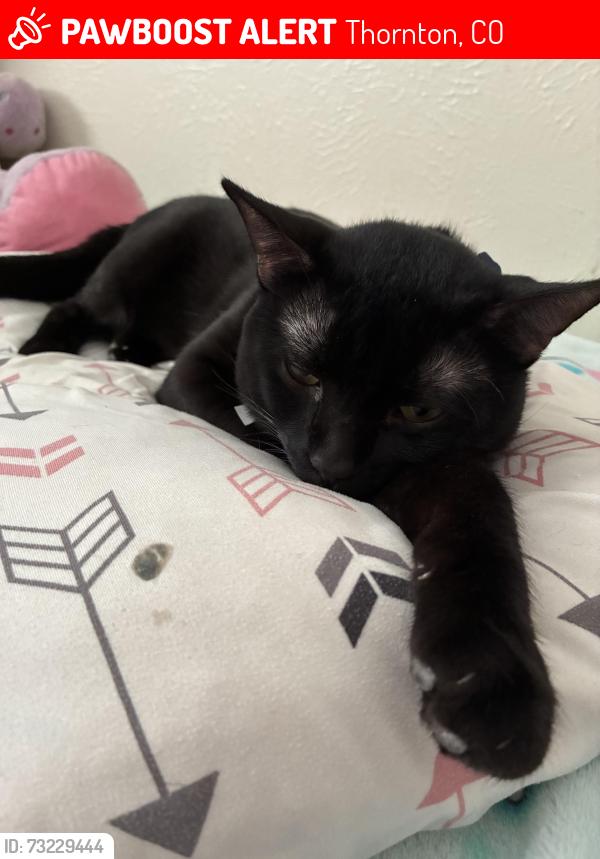 Lost Male Cat last seen Galaxy Cir Thornton, CO, Thornton, CO 80260